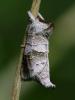 Hausse-Queue brune (La), Recluse (La) Clostera pigra (Hufnagel, 1766)