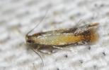 Coptotriche marginea (Haworth, 1828)