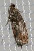  Cydia fagiglandana (Zeller, 1841)