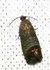  Cydia pomonella (Linnaeus, 1758)
