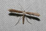  Emmelina monodactyla (Linnaeus, 1758)