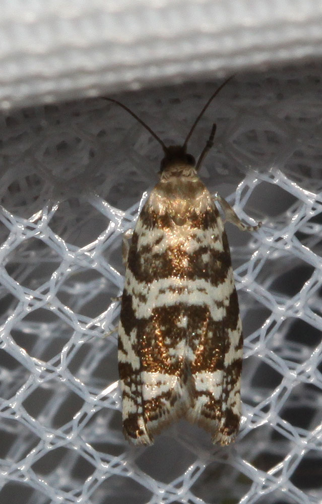  Epinotia tedella (Clerck, 1759)