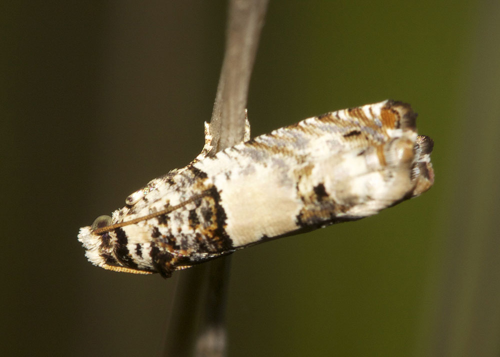  Epinotia thapsiana (Zeller, 1847)