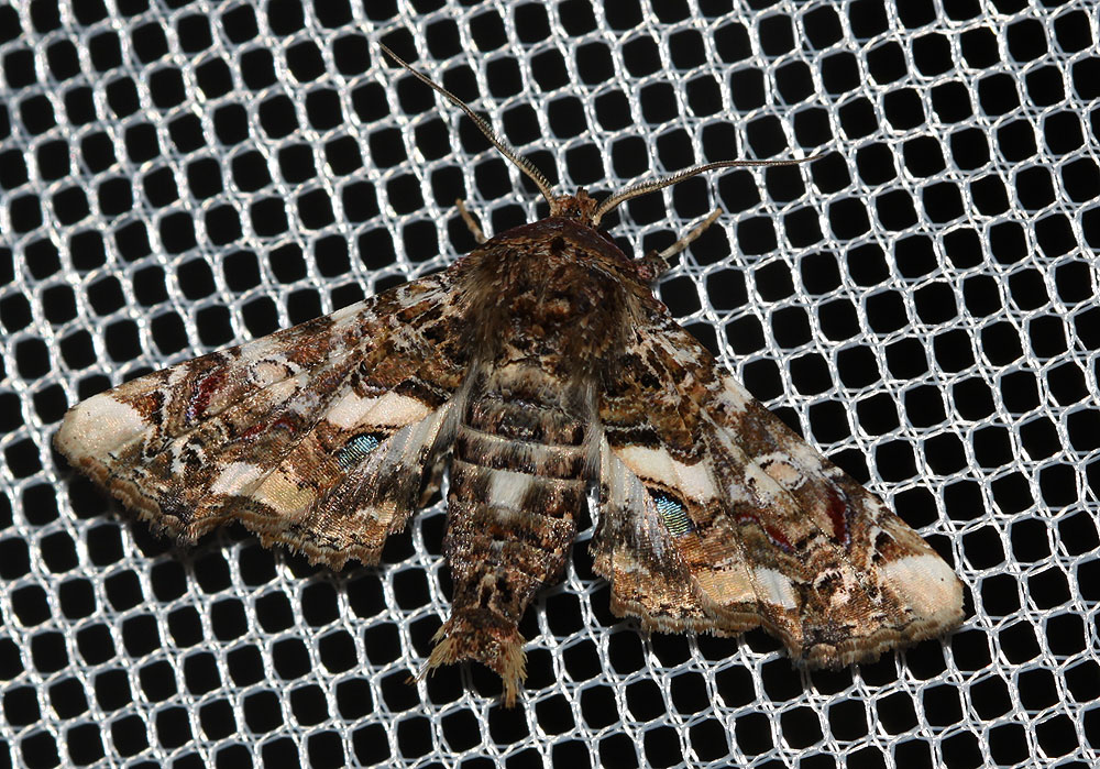 Noctuelle adulatrice (La) Eutelia adulatrix (Hübner, 1813)