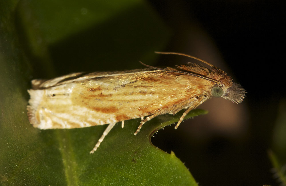 Eucosma cana (Haworth, 1811)