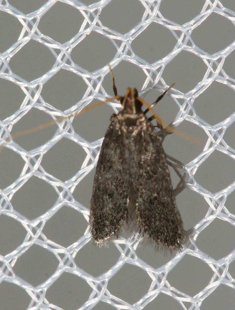 Lecithocera nigrana (Duponchel, 1836)