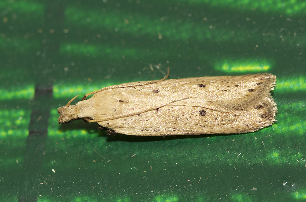 Le  Nothris verbascella (Denis & Schiffermüller, 1775)