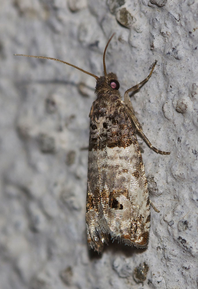 Notocelia incarnatana (Hübner, 1800)