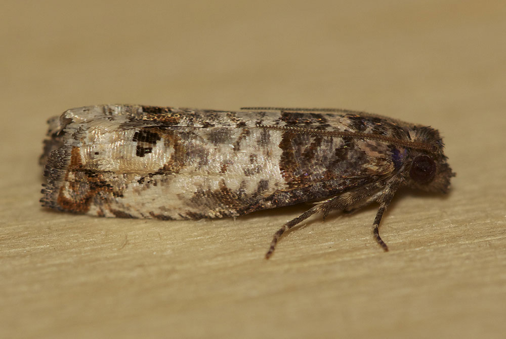  Notocelia incarnatana (Hübner, 1800)