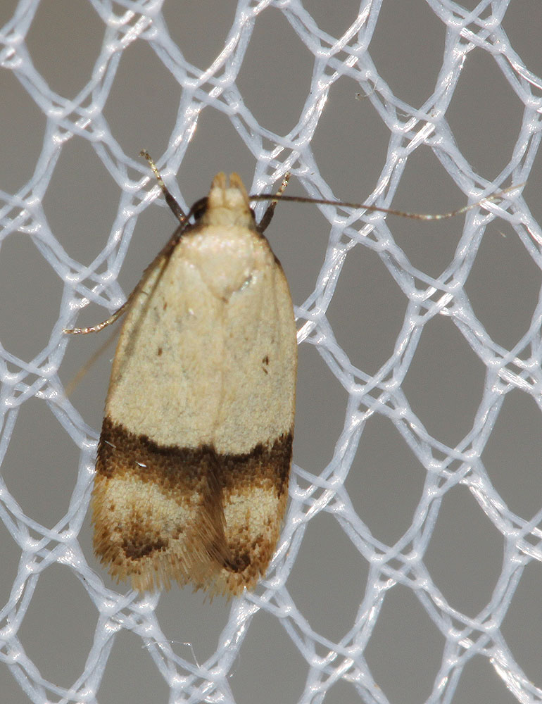 Odites kollarella (O. G. Costa, 1832)