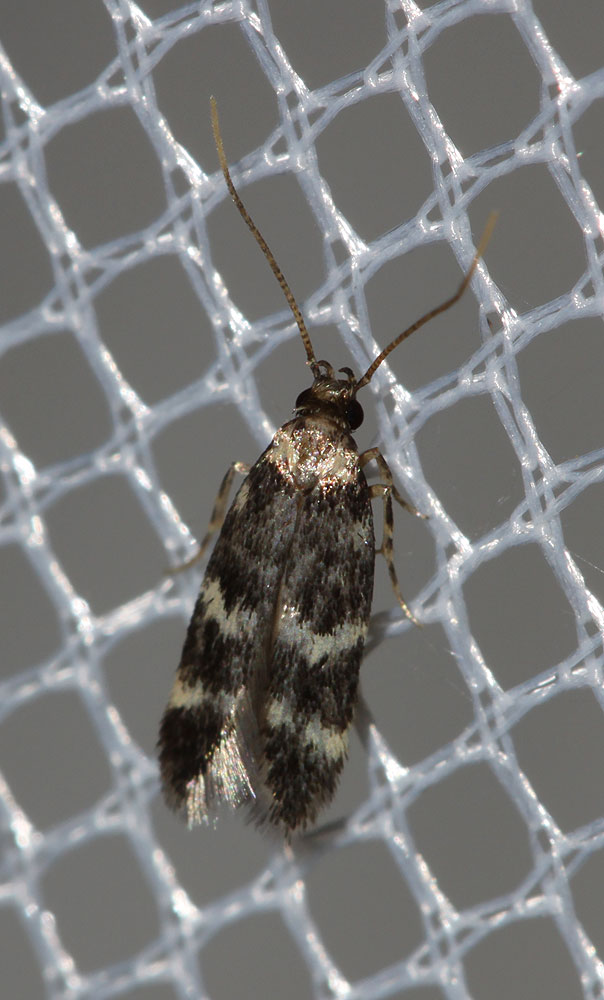 Oegoconia