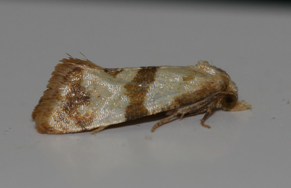  Phalonidia contractana (Zeller, 1847)