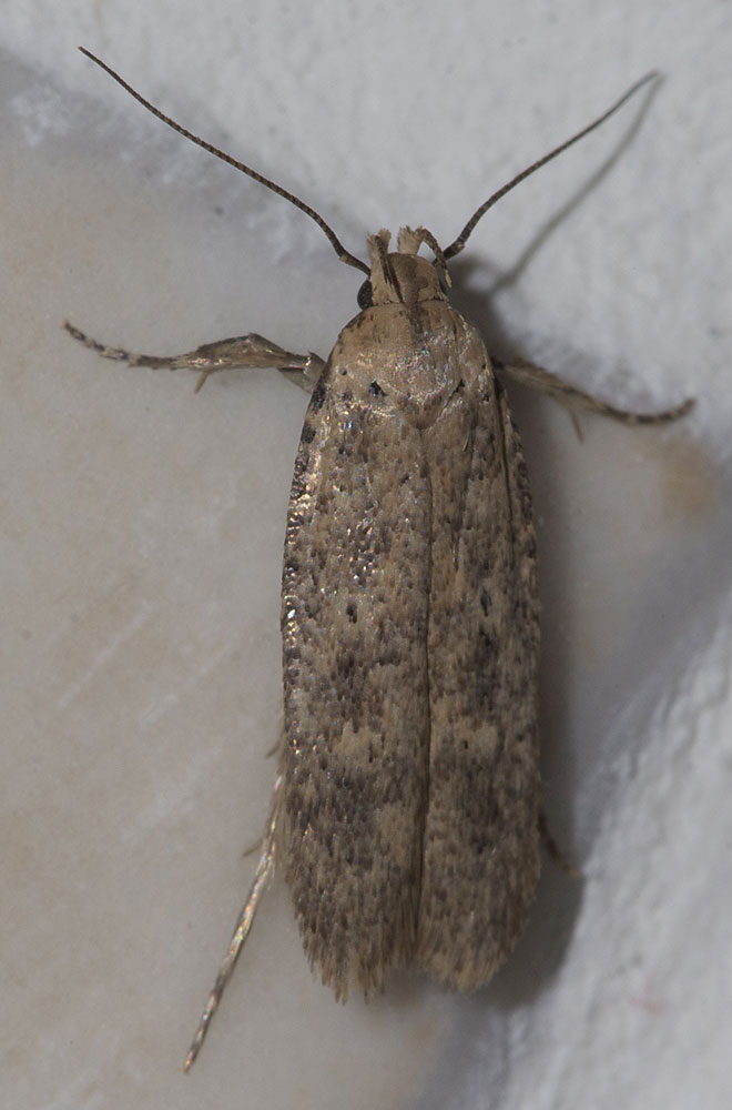 Le  Platyedra subcinerea (Haworth, 1828)