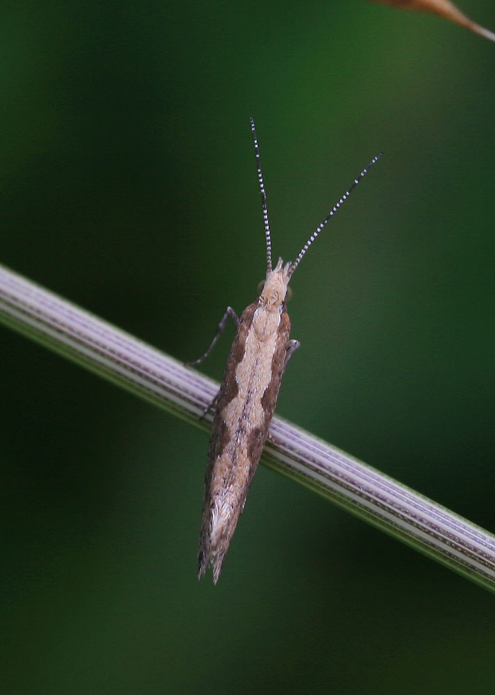Plutella xylostella (Linnaeus, 1758)