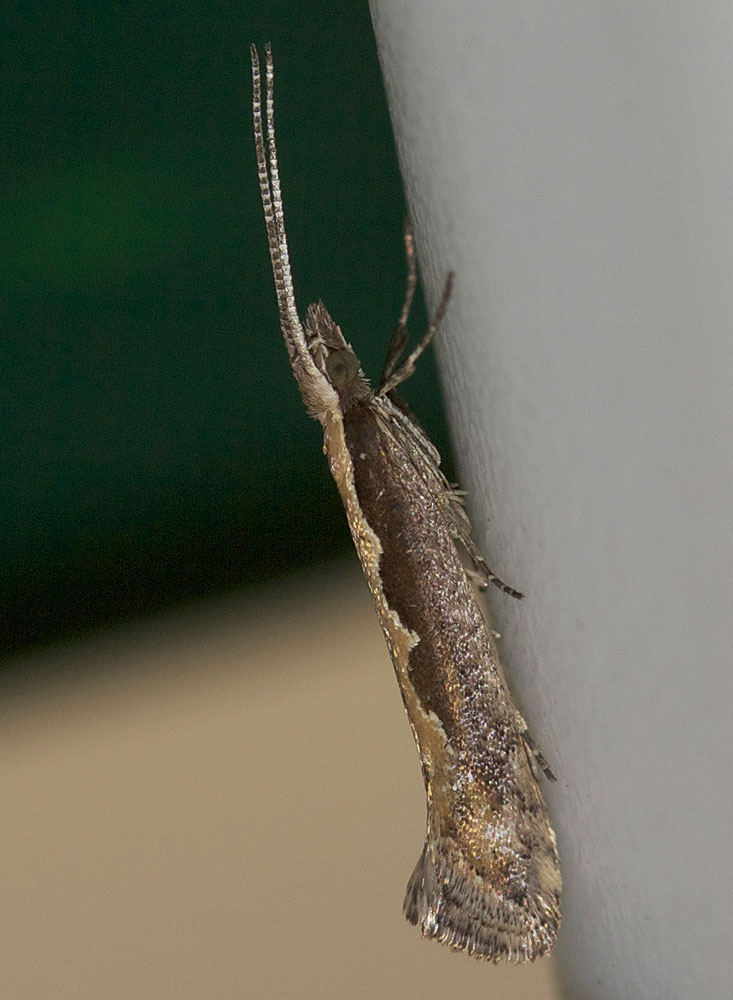 Plutella xylostella (Linnaeus, 1758)