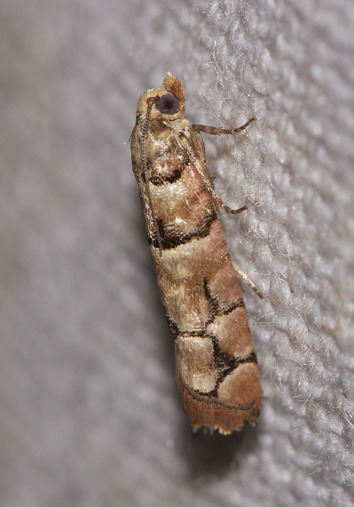 Pseudococcyx tessulatana (Staudinger, 1871)
