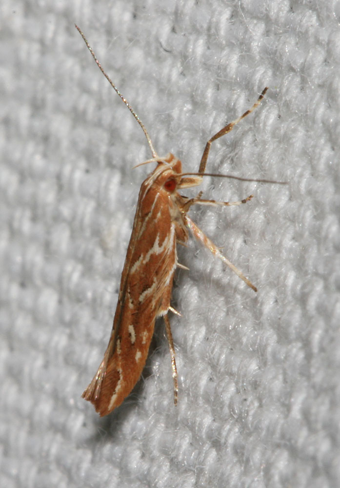 Pyroderces argyrogrammos (Zeller, 1847)