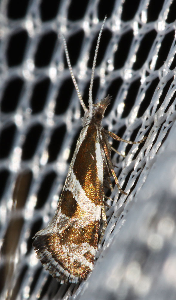 Rhigognostis hufnagelii (Zeller, 1839)