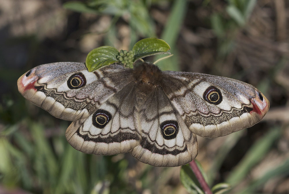Petit Paon de Nuit (Le) Saturnia pavonia (Linnaeus, 1758)