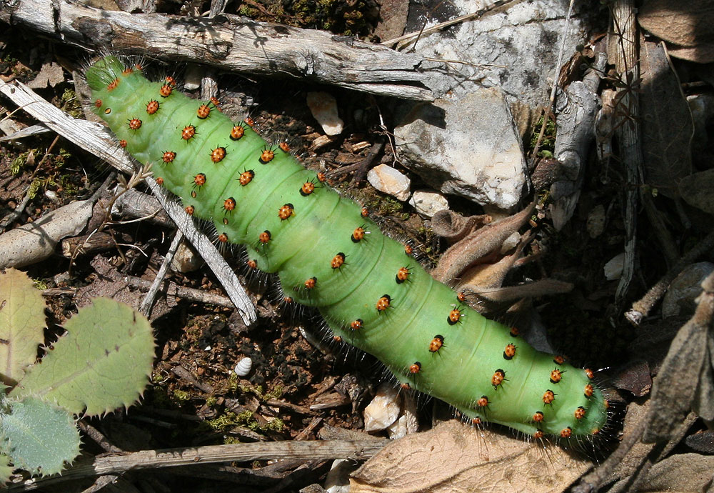 Petit Paon de Nuit (Le) Saturnia pavonia (Linnaeus, 1758)