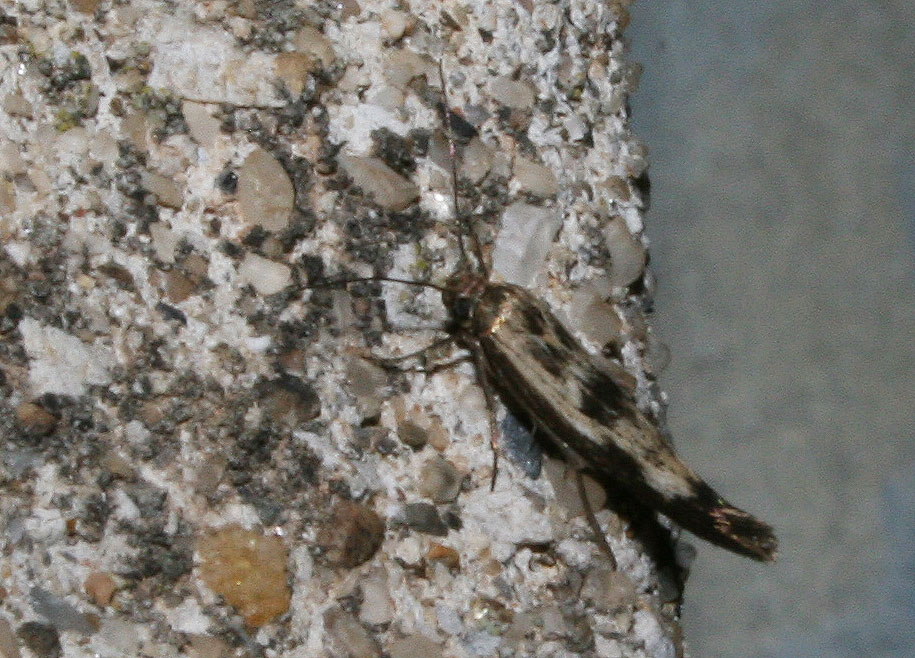 Scythris limbella (Fabricius, 1775)