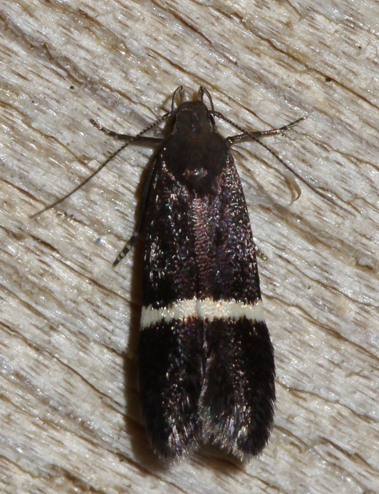 Le  sp. Syncopacma Meyrick, 1925 sp.