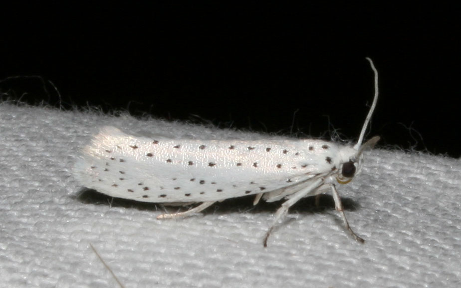 Yponomeuta evonymella (Linnaeus, 1758)