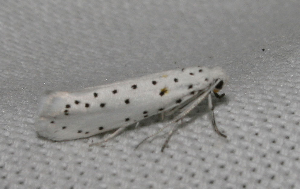 Yponomeuta malinellus Zeller, 1838