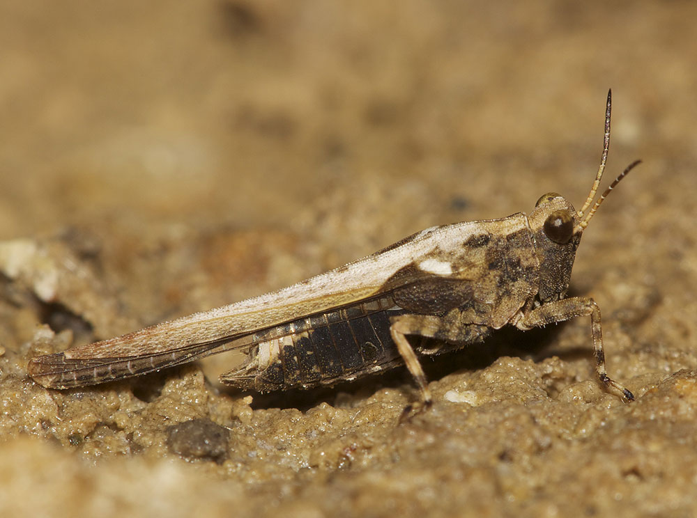 Tétrix des plages, Tétrix méridional Paratettix meridionalis (Rambur, 1838)