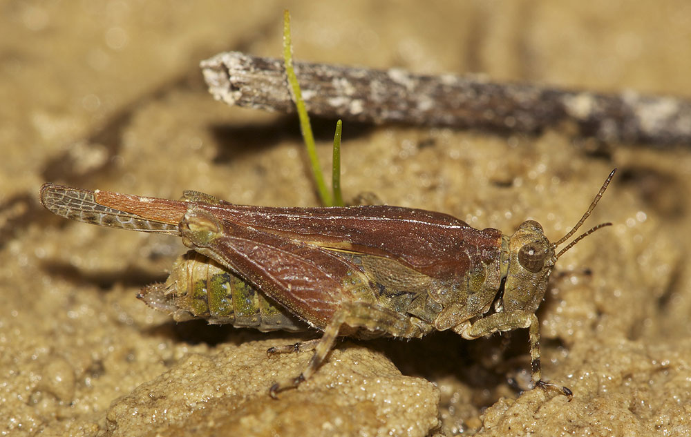 Tétrix des plages, Tétrix méridional Paratettix meridionalis (Rambur, 1838)