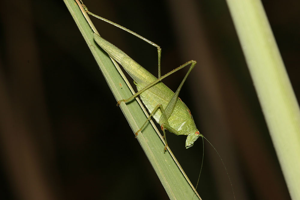Phanéroptère méridional Phaneroptera nana Fieber, 1853