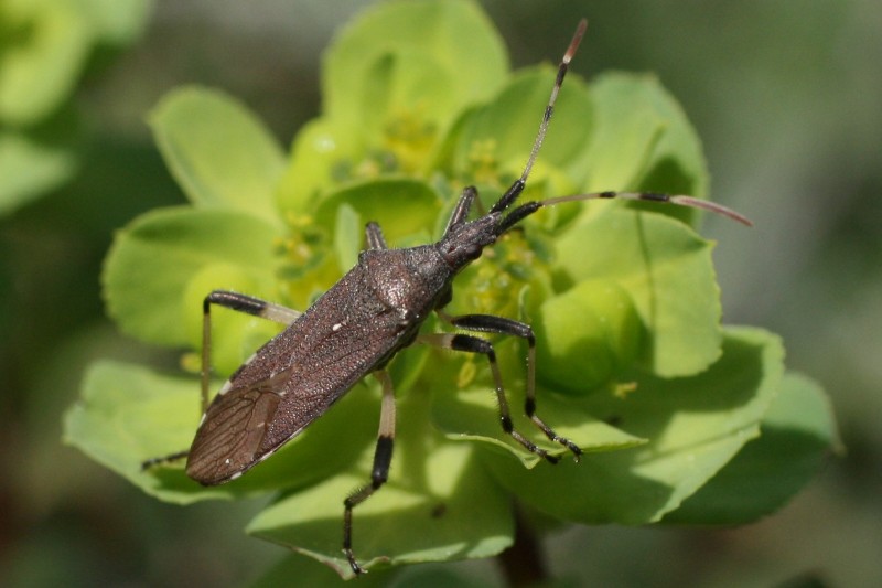  Dicranocephalus albipes (Fabricius, 1781)