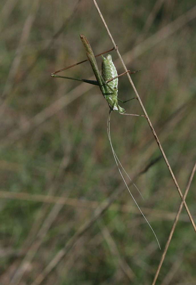 Phanéroptère liliacé,  Phi.lnéroptère feuille-de-l Tylopsis lilifolia (Fabricius, 1793)