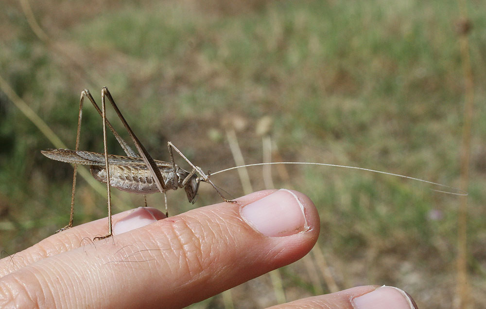 Phanéroptère liliacé,  Phi.lnéroptère feuille-de-l Tylopsis lilifolia (Fabricius, 1793)