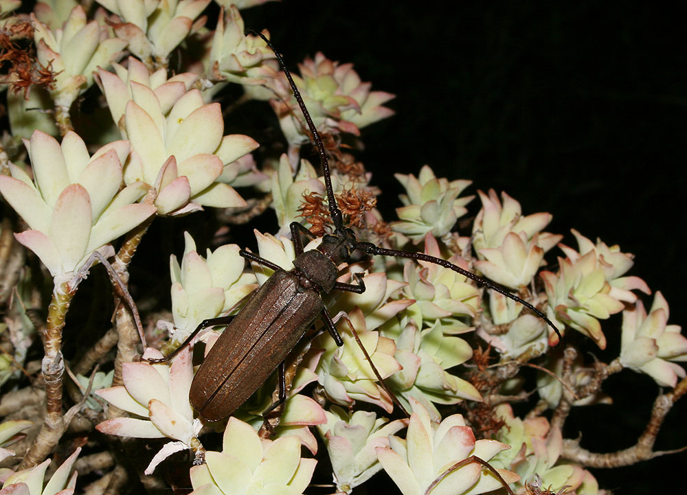 Le Aegosome scabricorne Aegosoma scabricorne (Scopoli, 1763)
