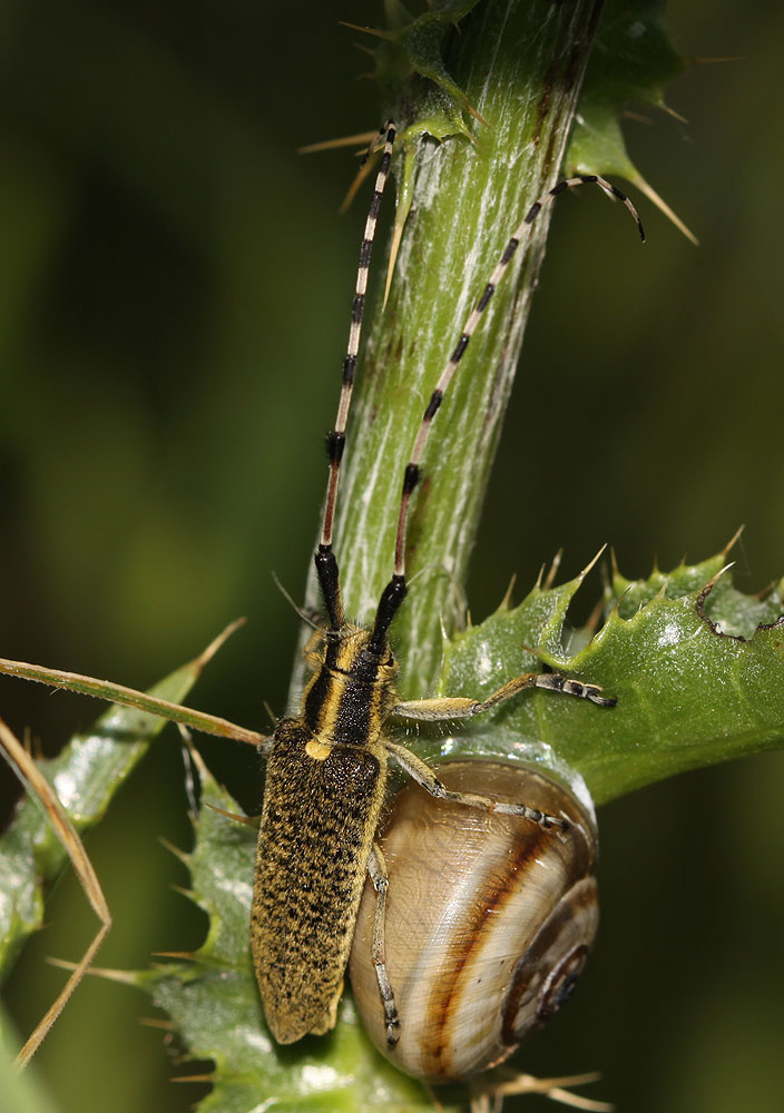 Agapanthia dahli (Richter, 1820)