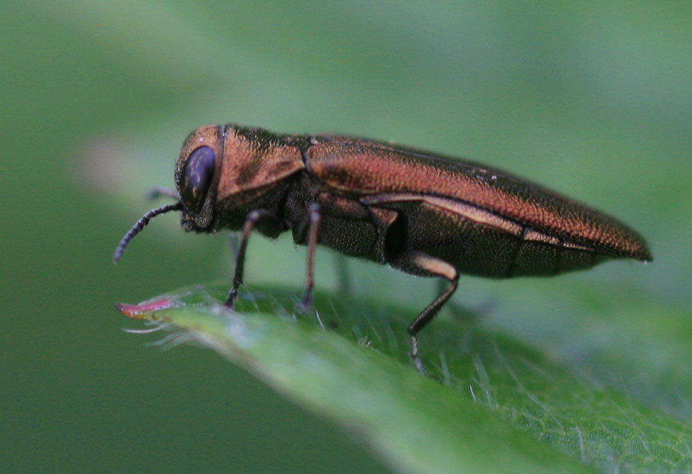  Agrilus hyperici (Creutzer, 1799)