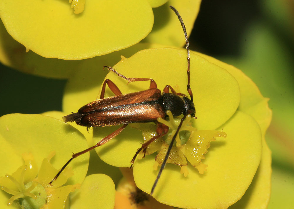 Alosterna tabacicolor (De Geer, 1775)