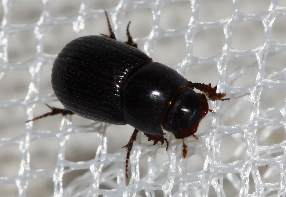 Ammoecius elevatus (Olivier, 1789)