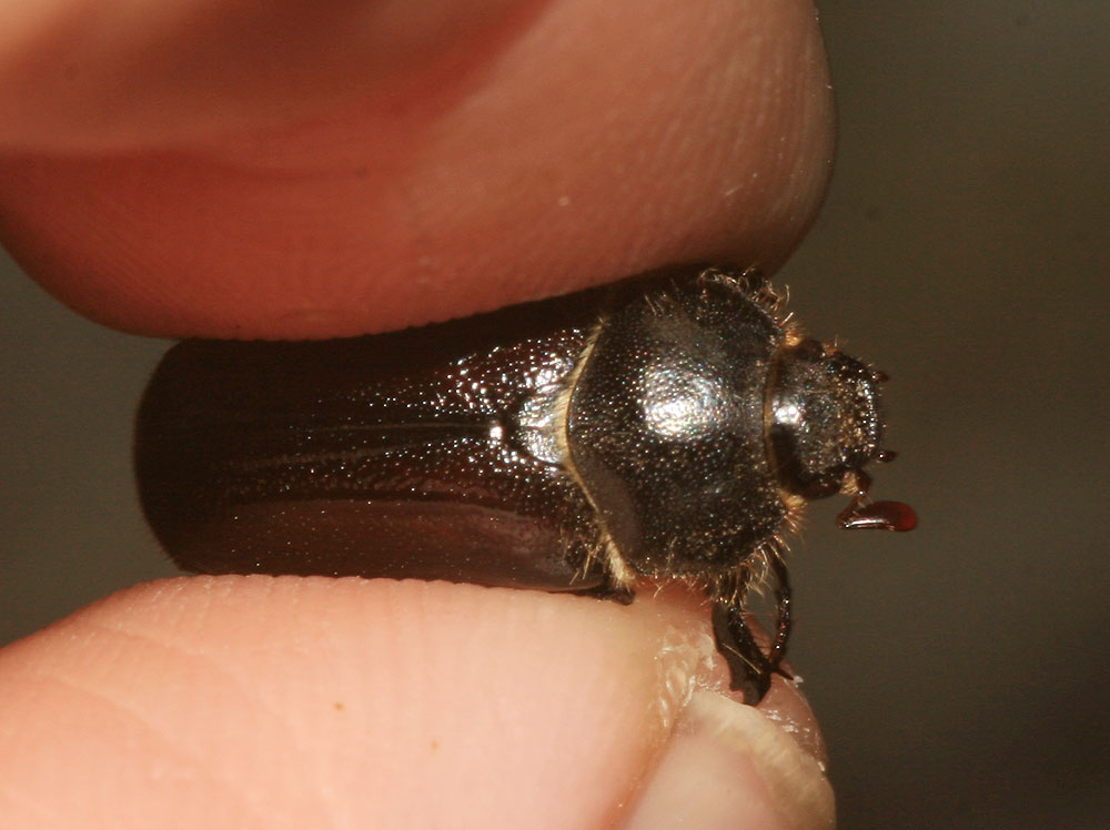  Amphimallon atrum (Herbst, 1790)