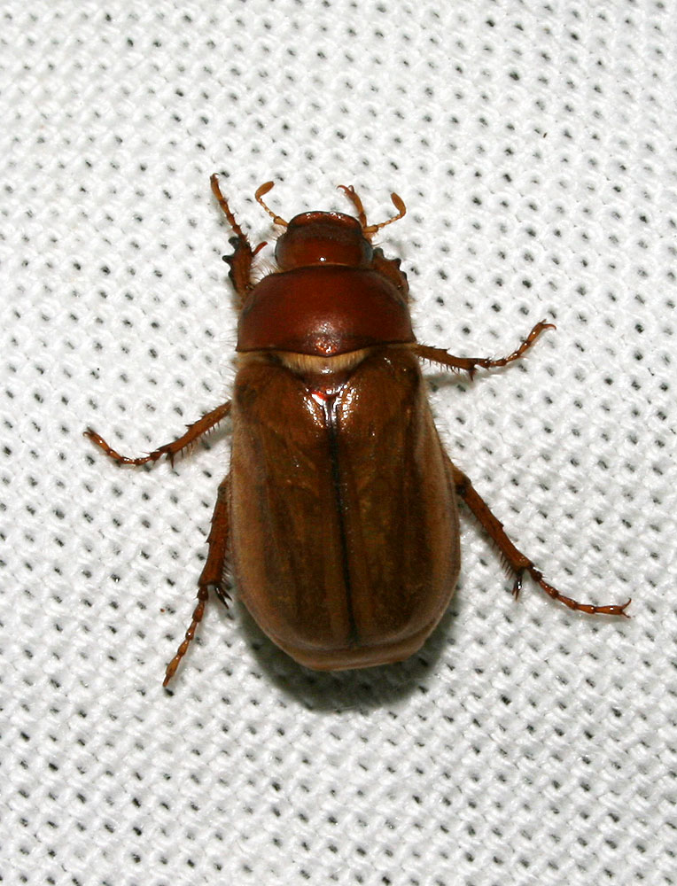 Hanneton européen Amphimallon majale (Razoumowsky, 1789)