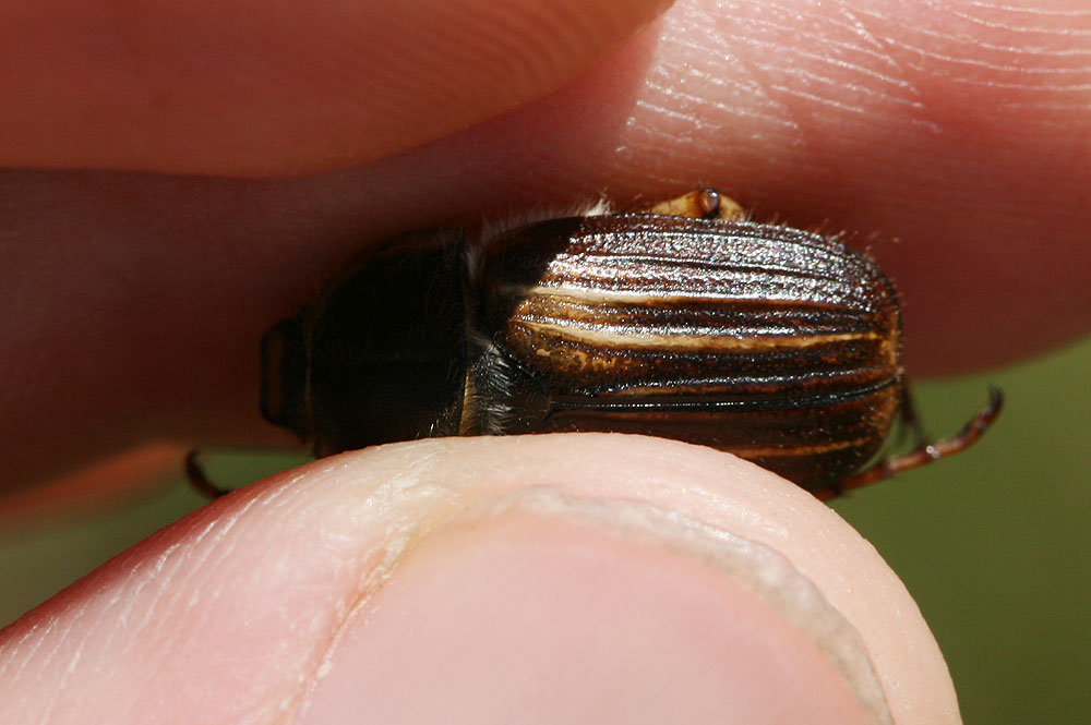 Hanneton bistre Amphimallon pygiale Mulsant, 1846