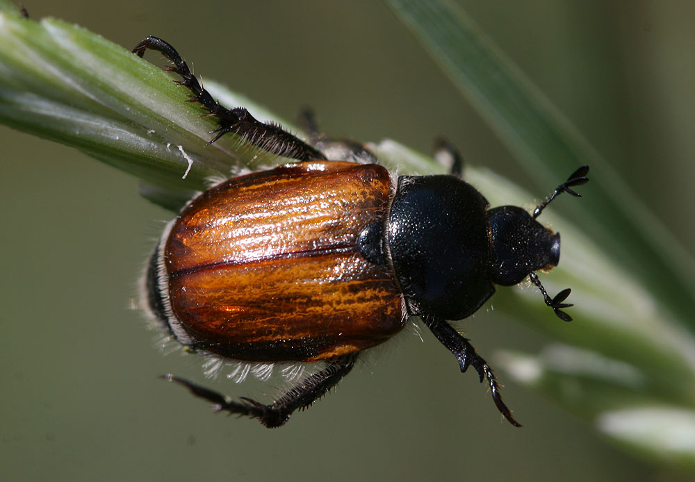 Anisoplia Schönherr, 1817