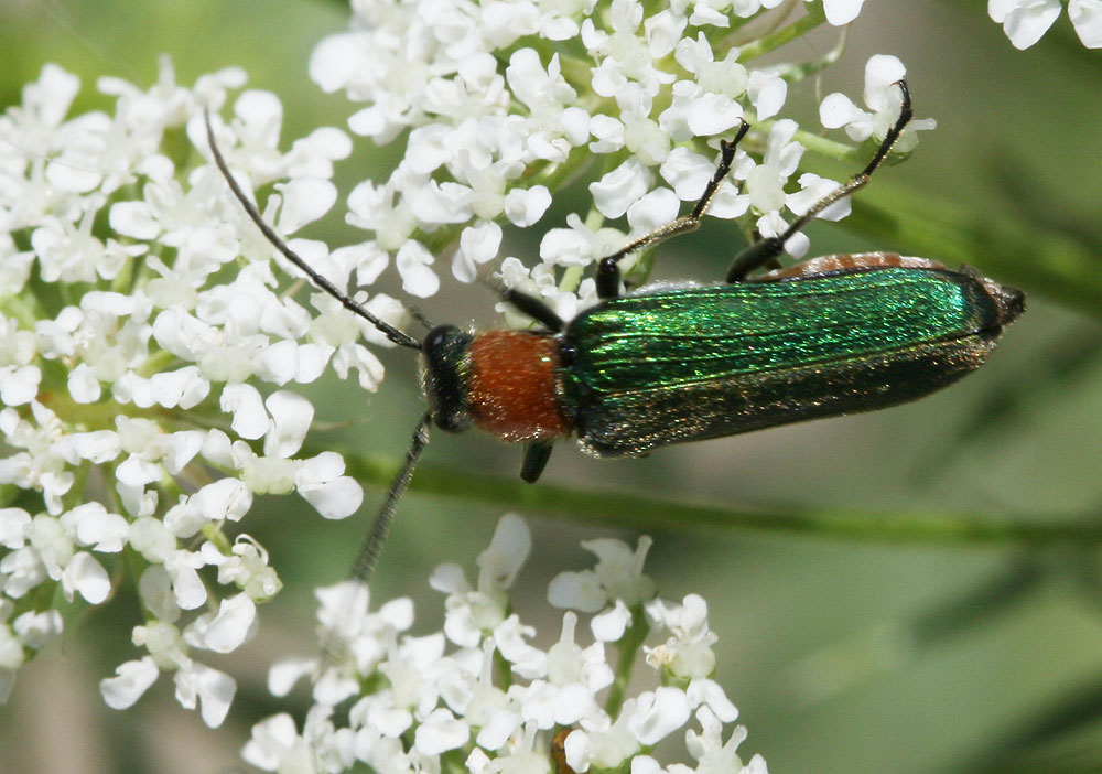  Anogcodes seladonius seladonius (Fabricius, 1792)