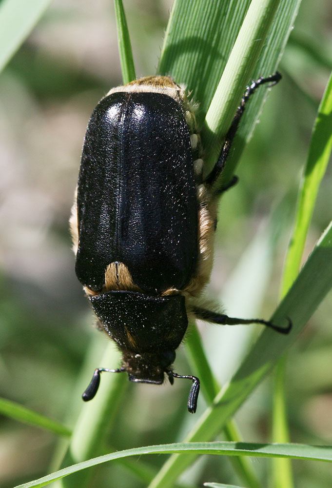 Anoxia scutellaris Mulsant, 1842
