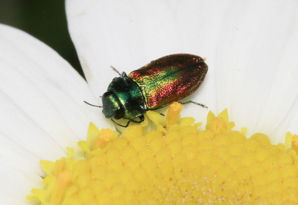  Anthaxia fulgurans (Schrank, 1789)