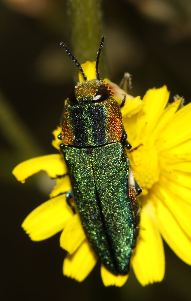 Bupreste hongrois Anthaxia hungarica (Scopoli, 1772)