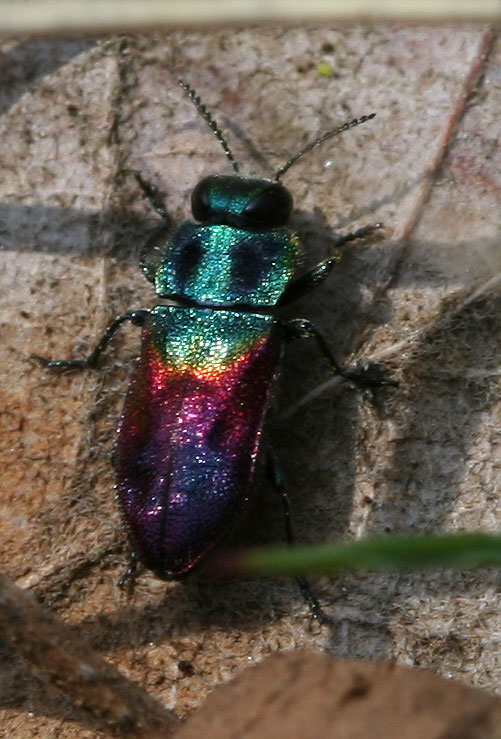 Anthaxie du Saule Anthaxia salicis (Fabricius, 1777)