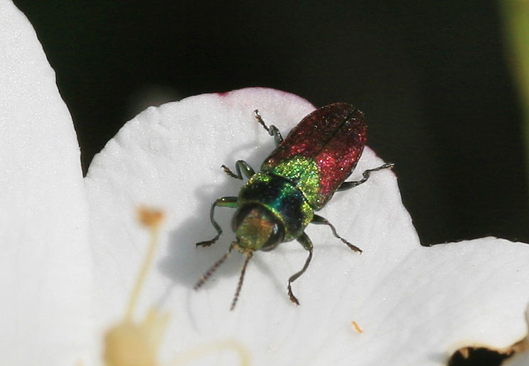 Anthaxie ecussonnée Anthaxia scutellaris (Gené, 1839)