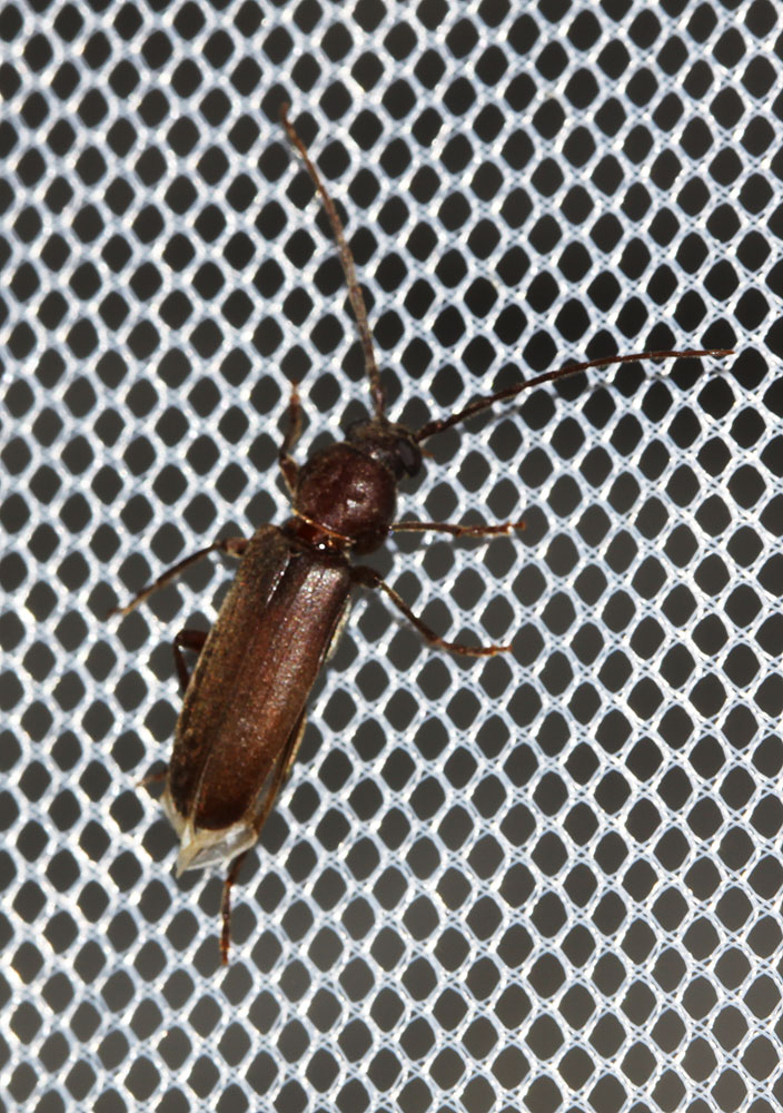 Arhopalus syriacus (Reitter, 1895)